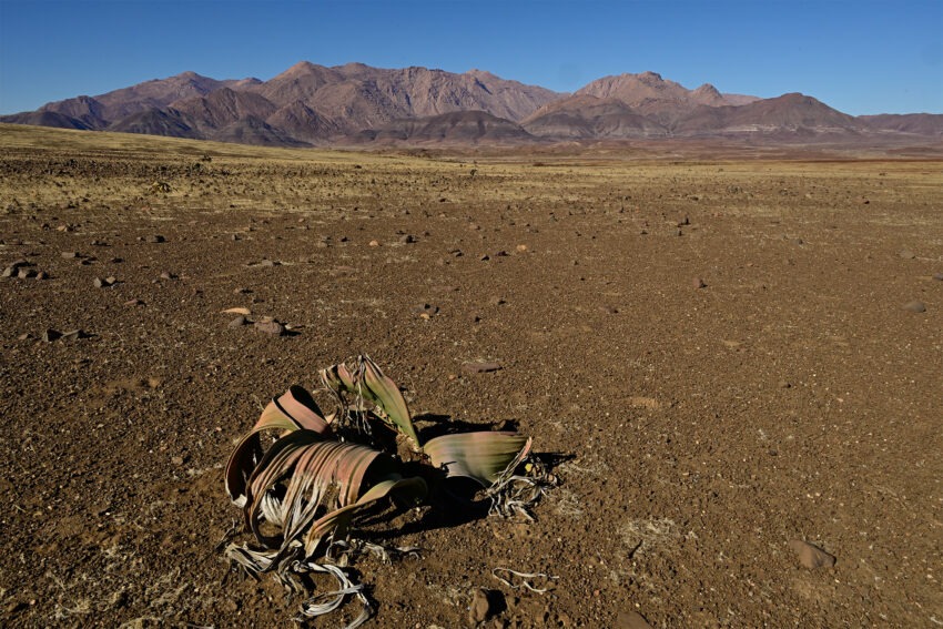 Welweschia et Brandberg ,Namibie 2026
