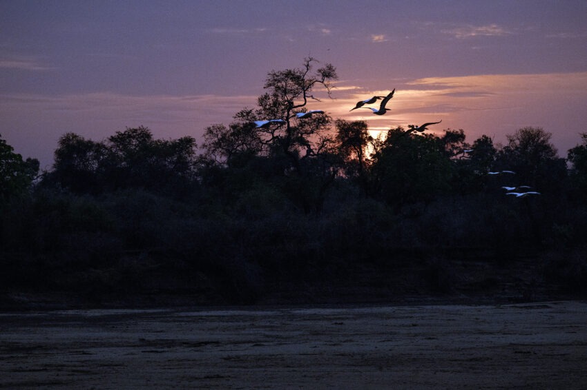 Un vol de Pélicans, Zambie, 2025